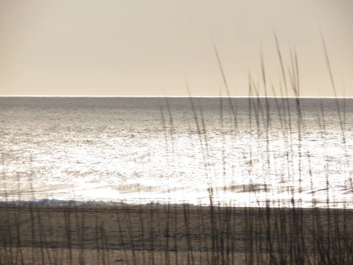 Een strand met zand en zee, met hoge grassen op de voorgrond.