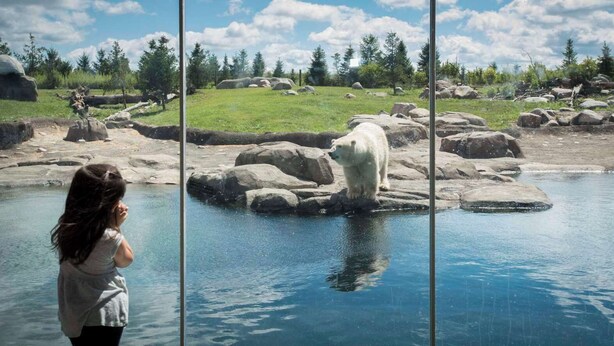 Un oso polar en un recinto zoológico con una barrera de vidrio, una zona con césped y rocas grandes.