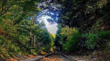 A railway track surrounded by dense forest with sunlight filtering through the trees.