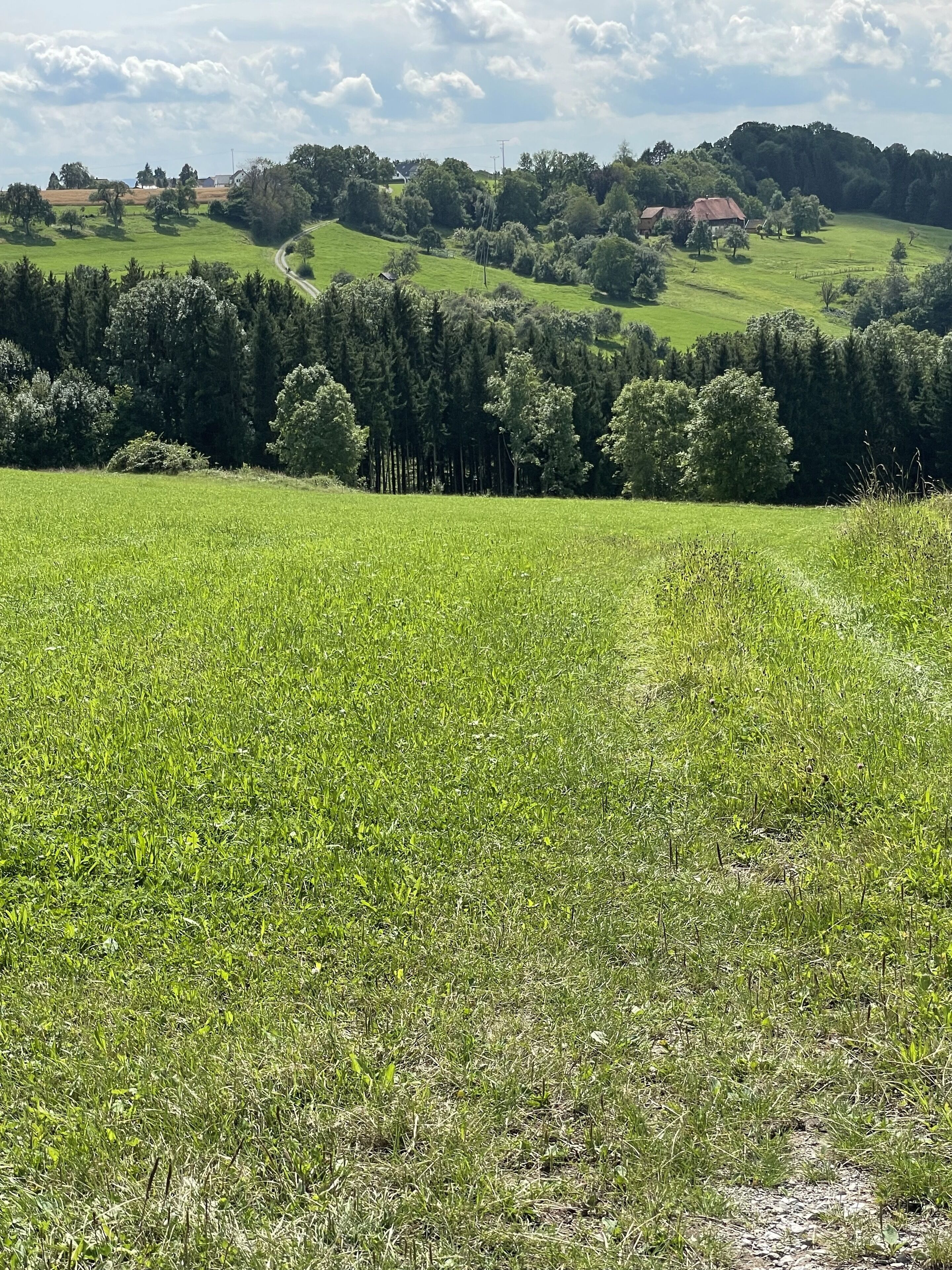 A grassy field with a road curving through it, surrounded by trees and a distant hill with buildings.