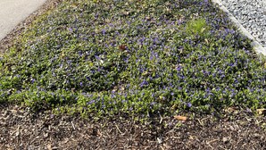 A landscaped garden with a small tree and purple flowers, a playground, and a modern building with a gray facade. - Best Western Parkhotel Hagenberg (Hagenberg im Mühlkreis)