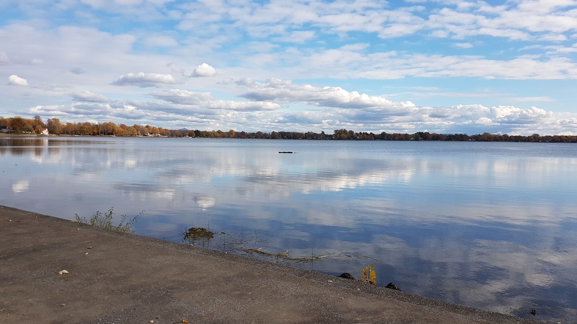A calm lake with a clear sky and distant trees.