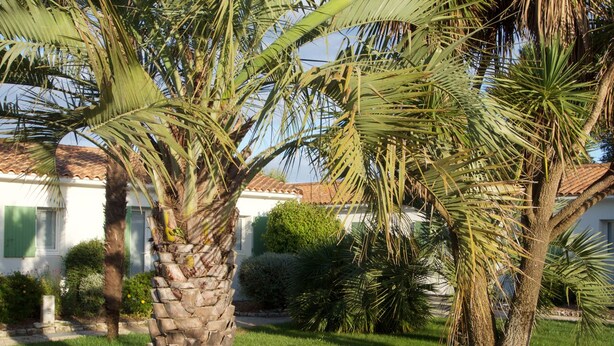 A well-maintained garden with palm trees and a white building with green shutters. - Le Petit Bois (Sainte-Marie-de-Re)