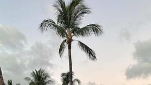 Un resort con sillones de exterior, zona de piscina y palmeras.