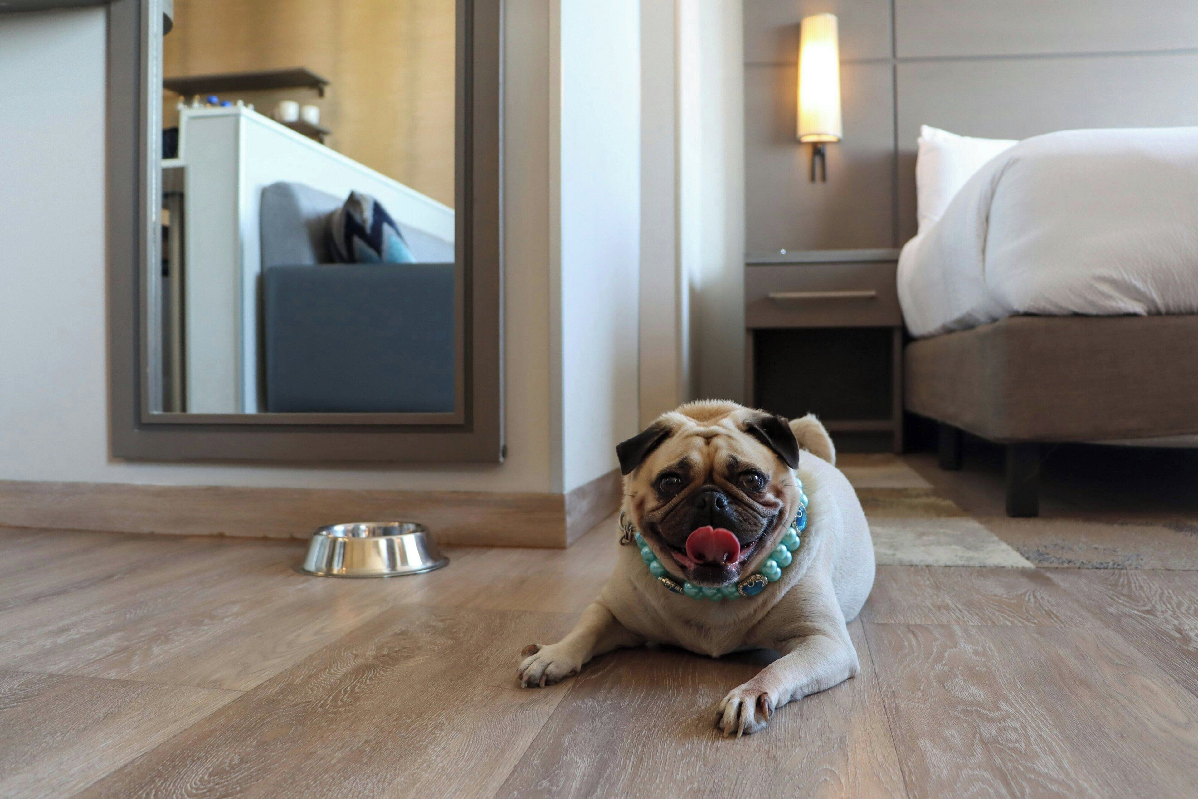 Un pug descansando sobre un piso de madera en una habitación de hotel, con una cama, una mesita de noche y un espejo que refleja un sofá y un comedor.
