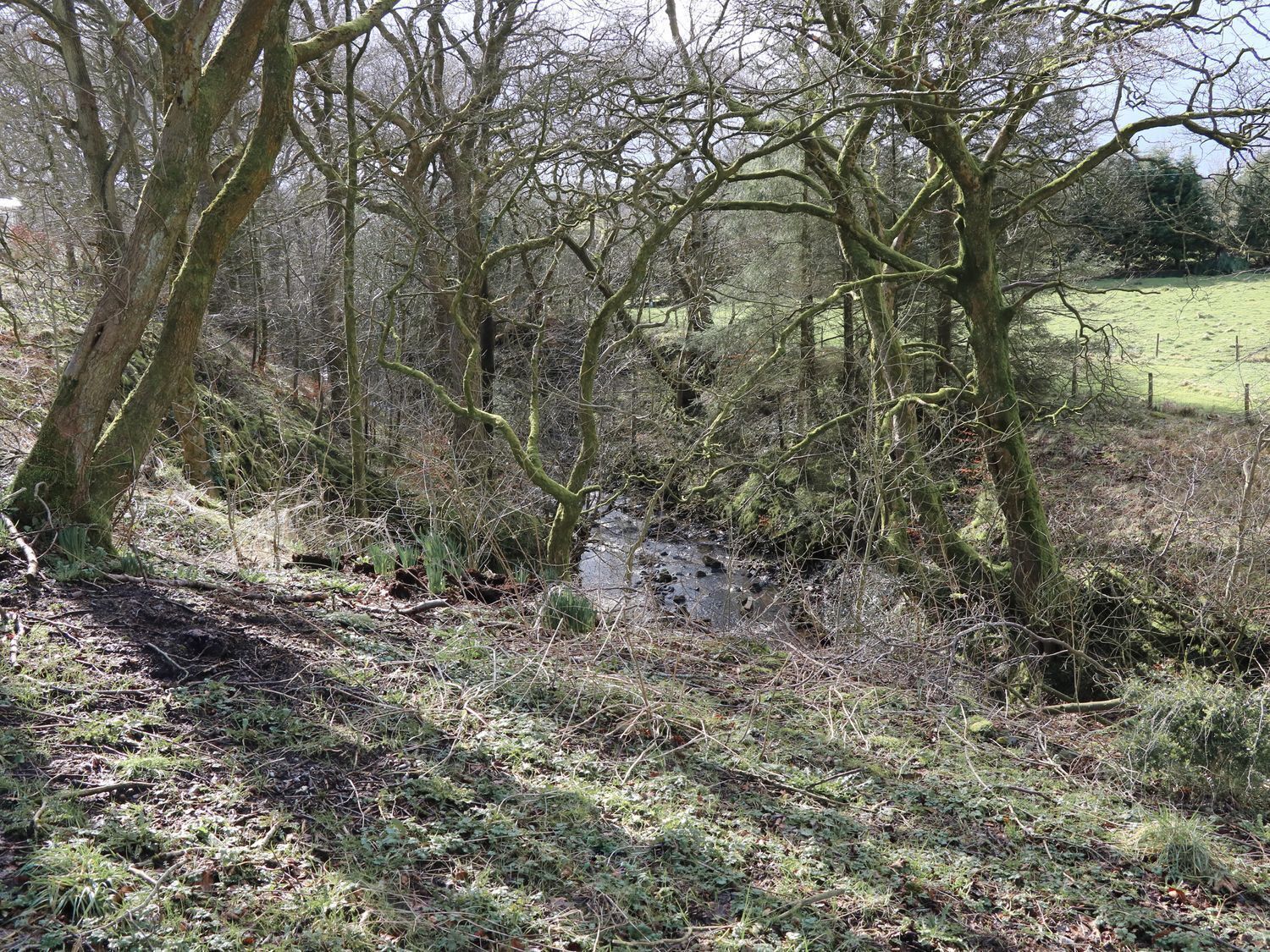 A natural landscape with a stream, trees, and a grassy field.