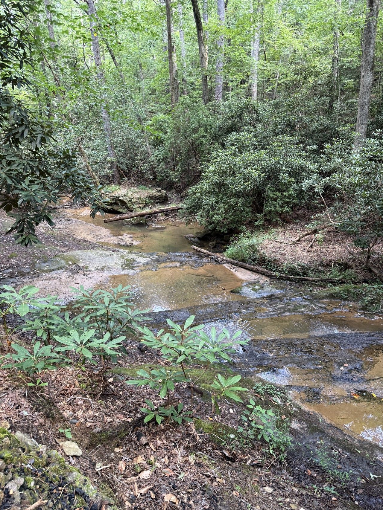 A forest stream with a fallen tree, surrounded by dense greenery.
