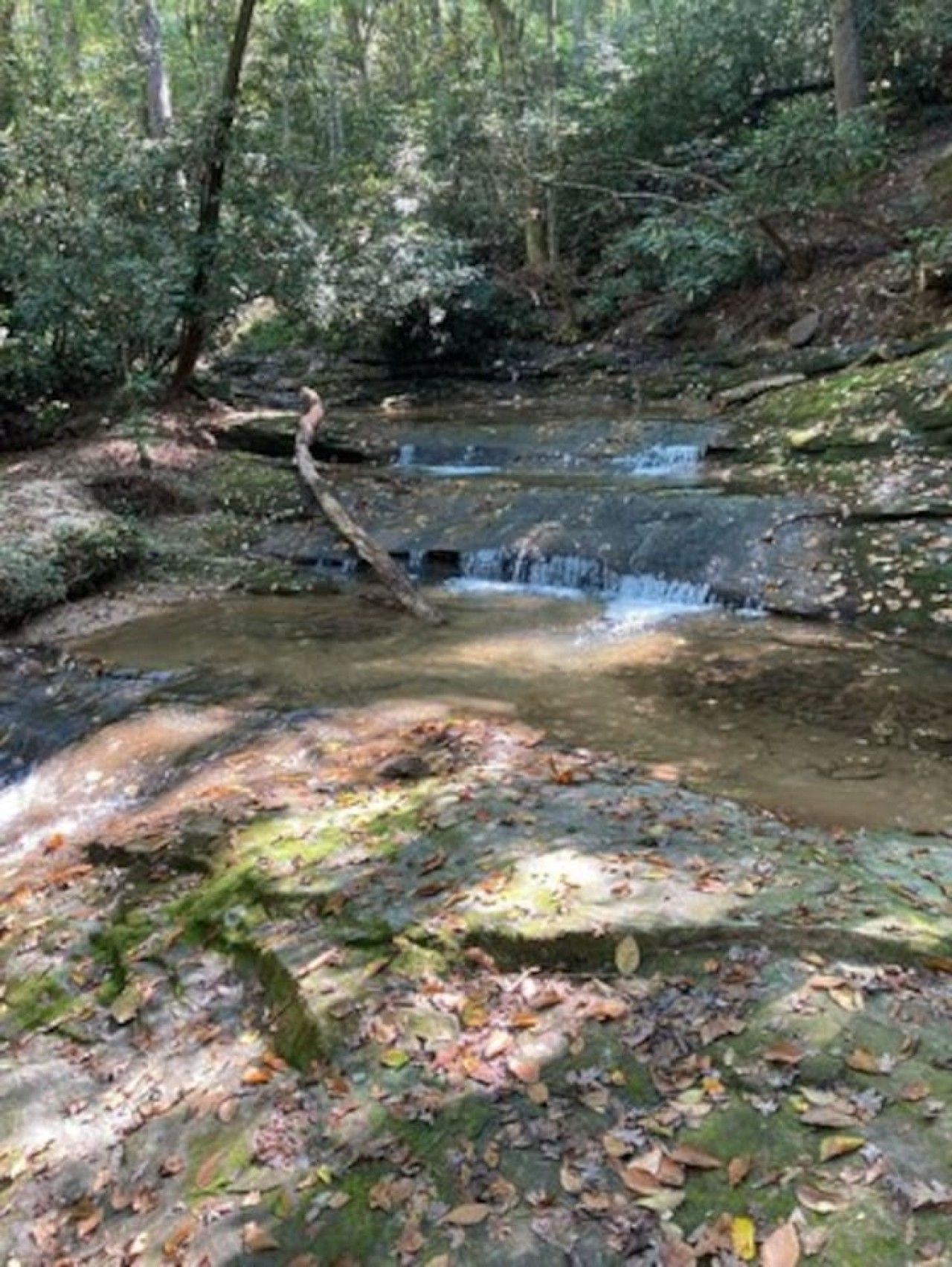 A natural outdoor setting with a small waterfall, surrounded by dense foliage and a rocky stream bed.