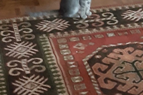 Pet-friendly