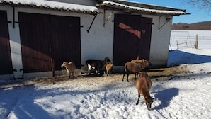 Lumipeitteinen maasto ja muutama lammas lähellä navetan sisäänkäyntiä.