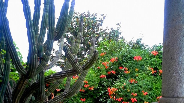 Un sendero de piedra que atraviesa un jardín con cactus y plantas en flor.