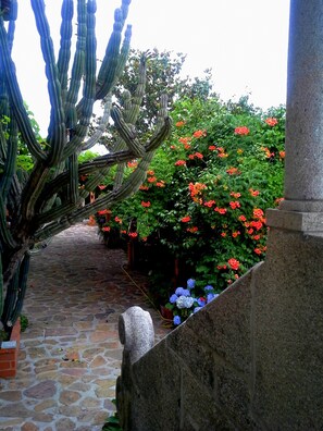 A stone pathway leading through a garden with cacti and flowering plants.