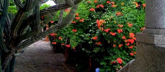 Detached Luxury Villa 