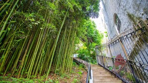 A staircase surrounded by dense bamboo foliage, leading up to a building with a stone wall and a metal railing.
