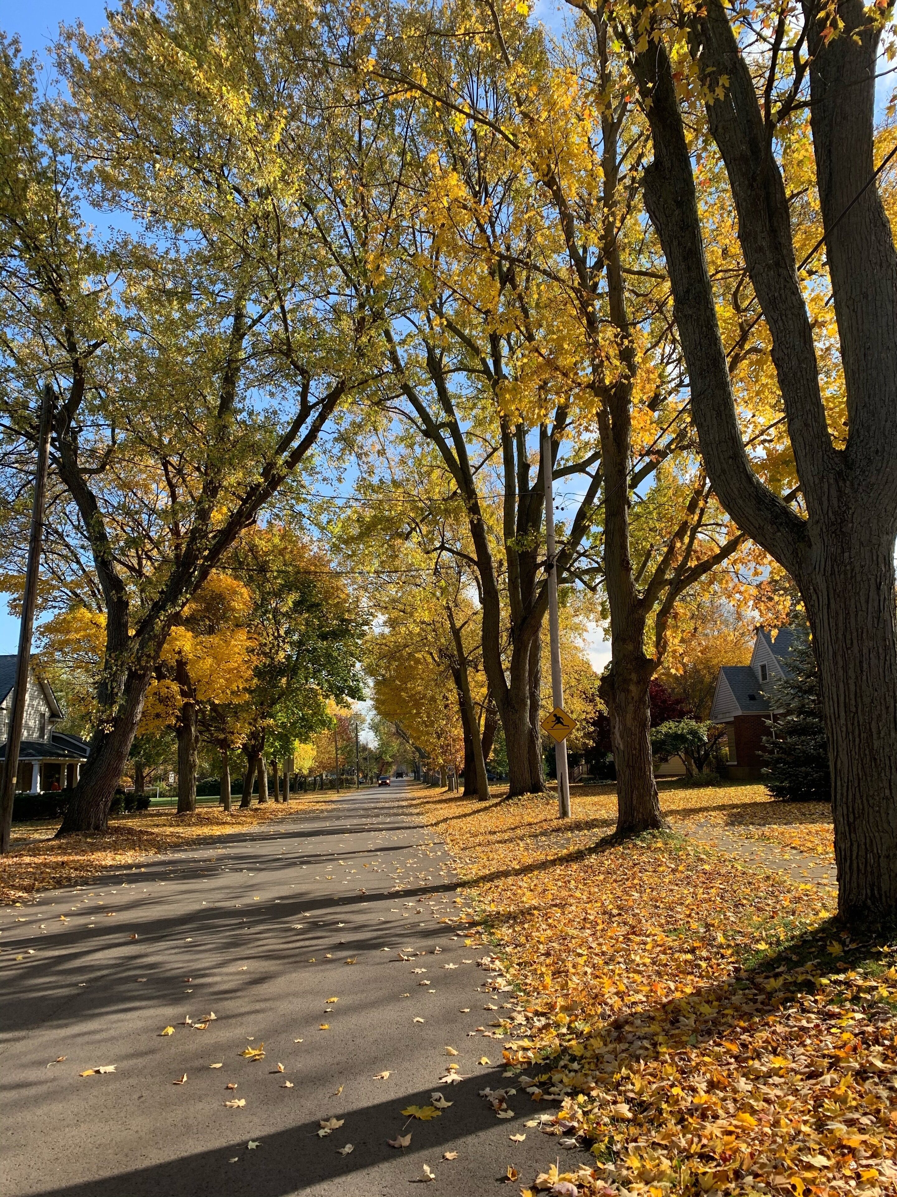 A tree-lined street with a clear sky.
