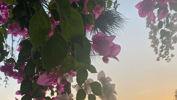 Un área junto a la piscina con sillones reclinables y un árbol con flores rosadas.