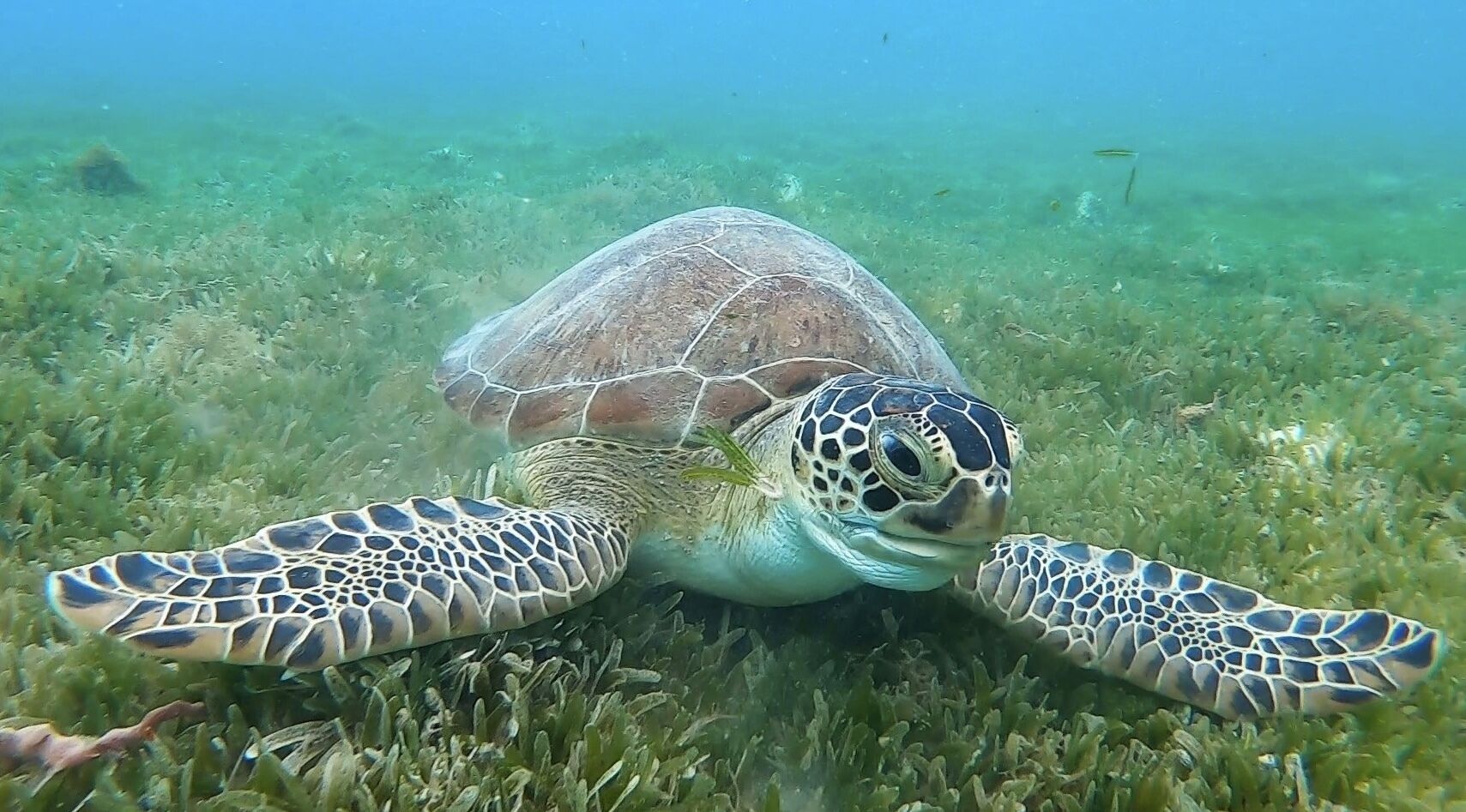 A sea turtle swimming underwater.