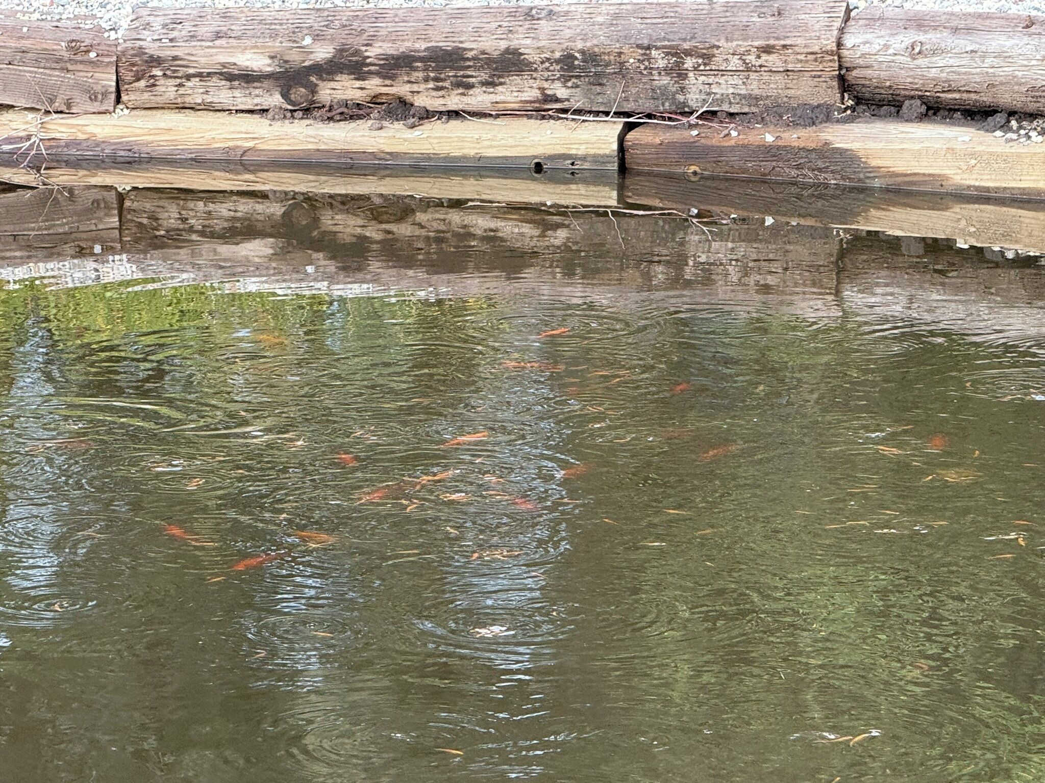 Um lago com carpas koi e uma estrutura de madeira ao fundo.