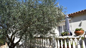 An olive tree in front of a building with a balcony, potted plants, and a clear blue sky.