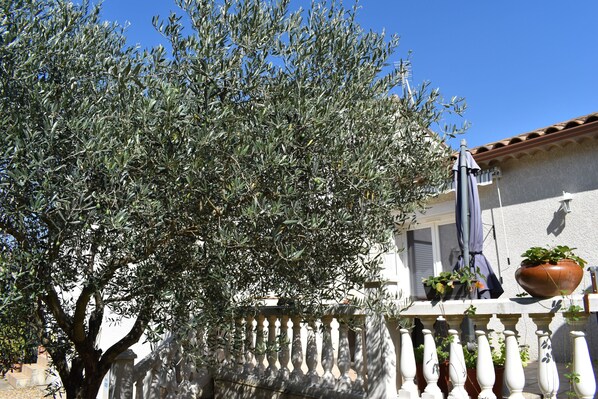 An olive tree in front of a building with a balcony, potted plants, and a clear blue sky.
