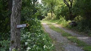 A signpost with 'GUESTHAUS' indicating a guesthouse direction, surrounded by greenery and a gravel path. - Relax at 3100 feet and enjoy the peace and tranquility (Free Union)