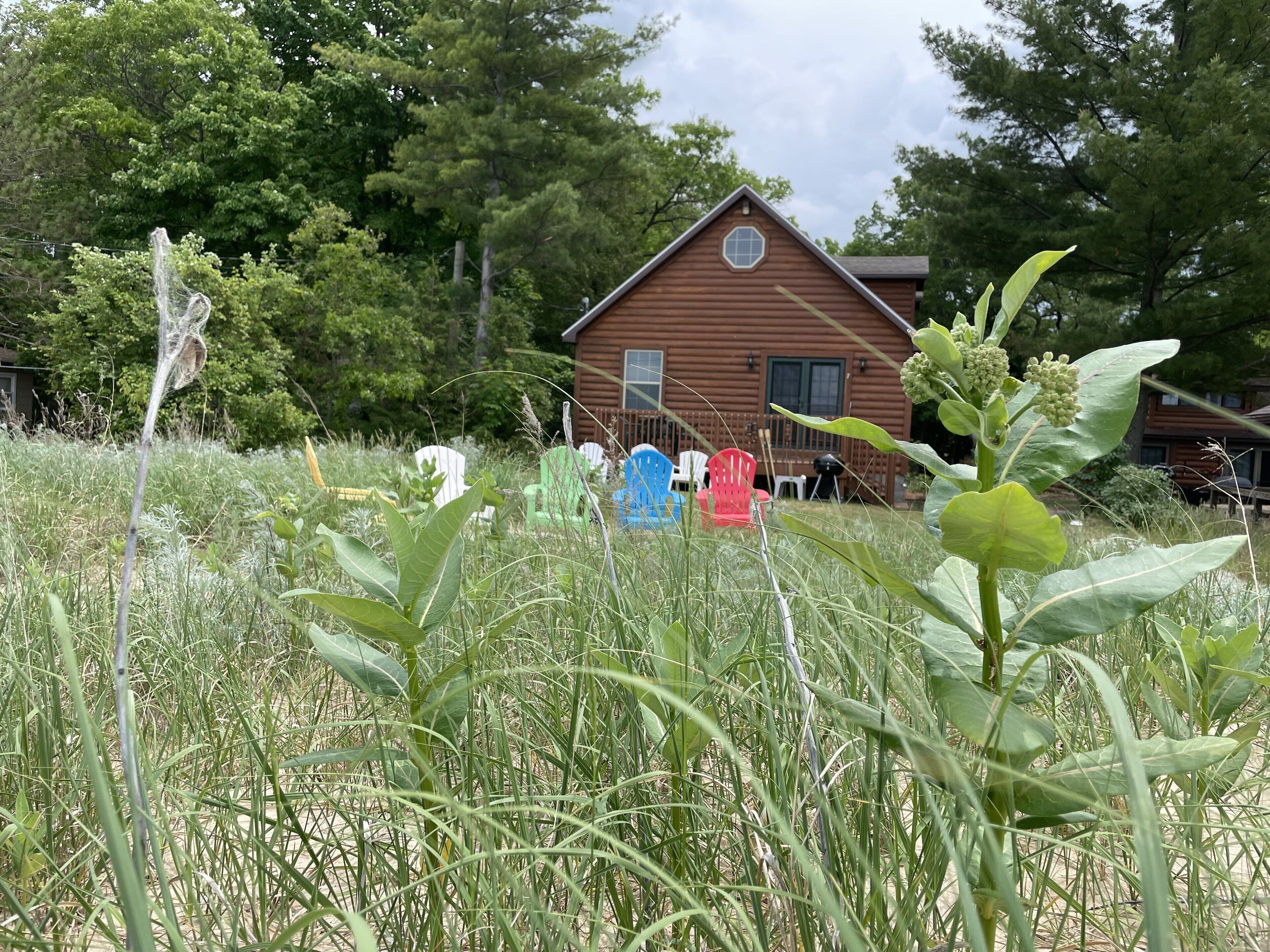 A cabin surrounded by tall grass and trees.