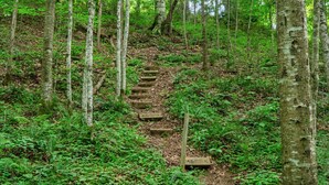Ein bewaldetes Gebiet mit einer Holztreppe, die einen Hang hinaufführt.