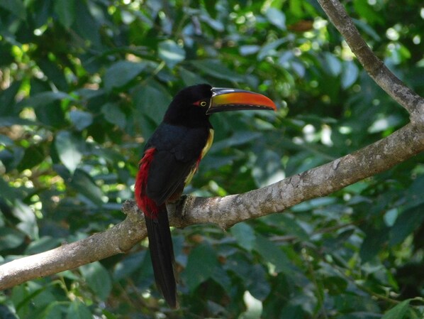 A bird perched on a branch.