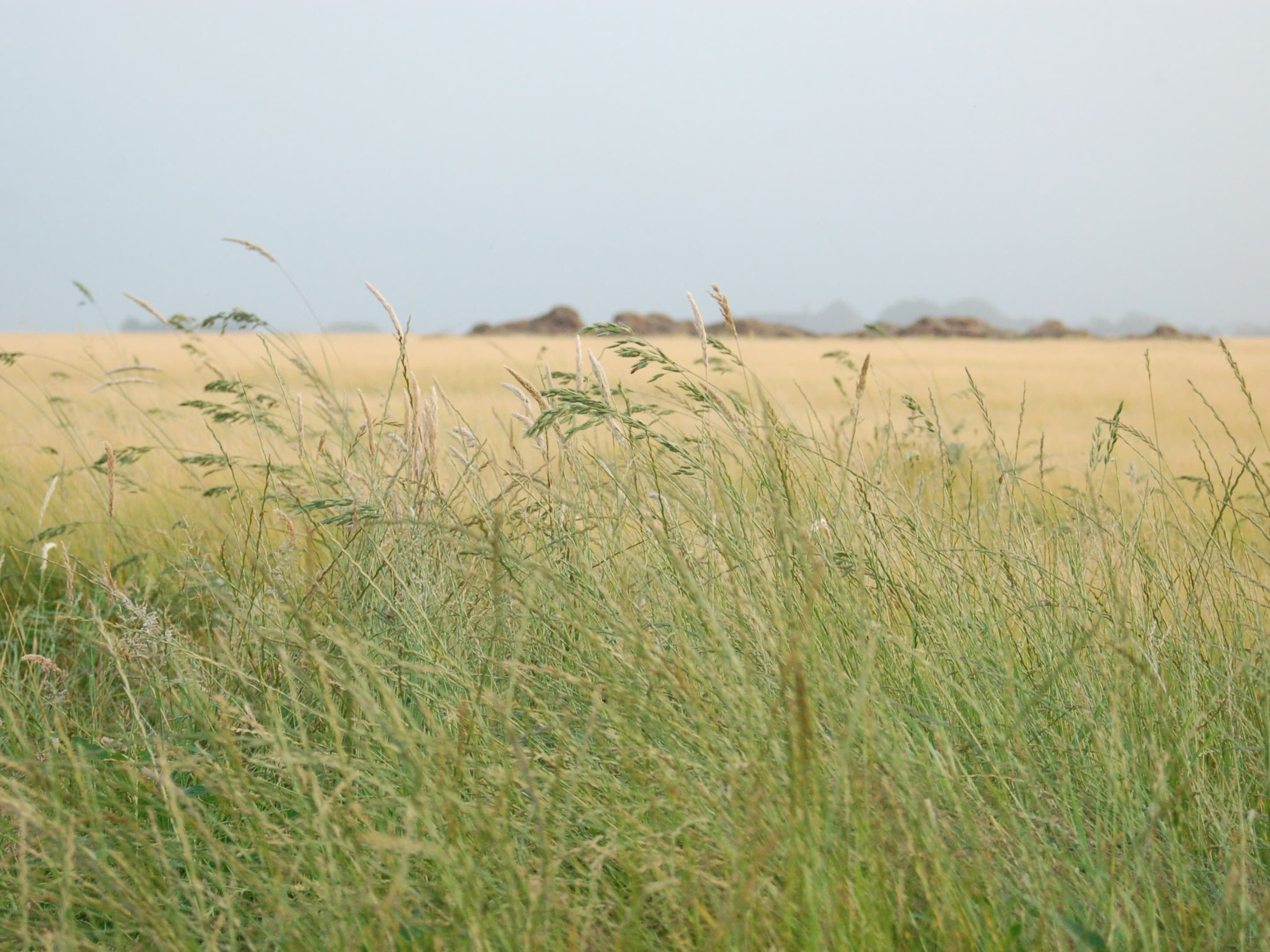 Un campo con hierba alta y un horizonte lejano.