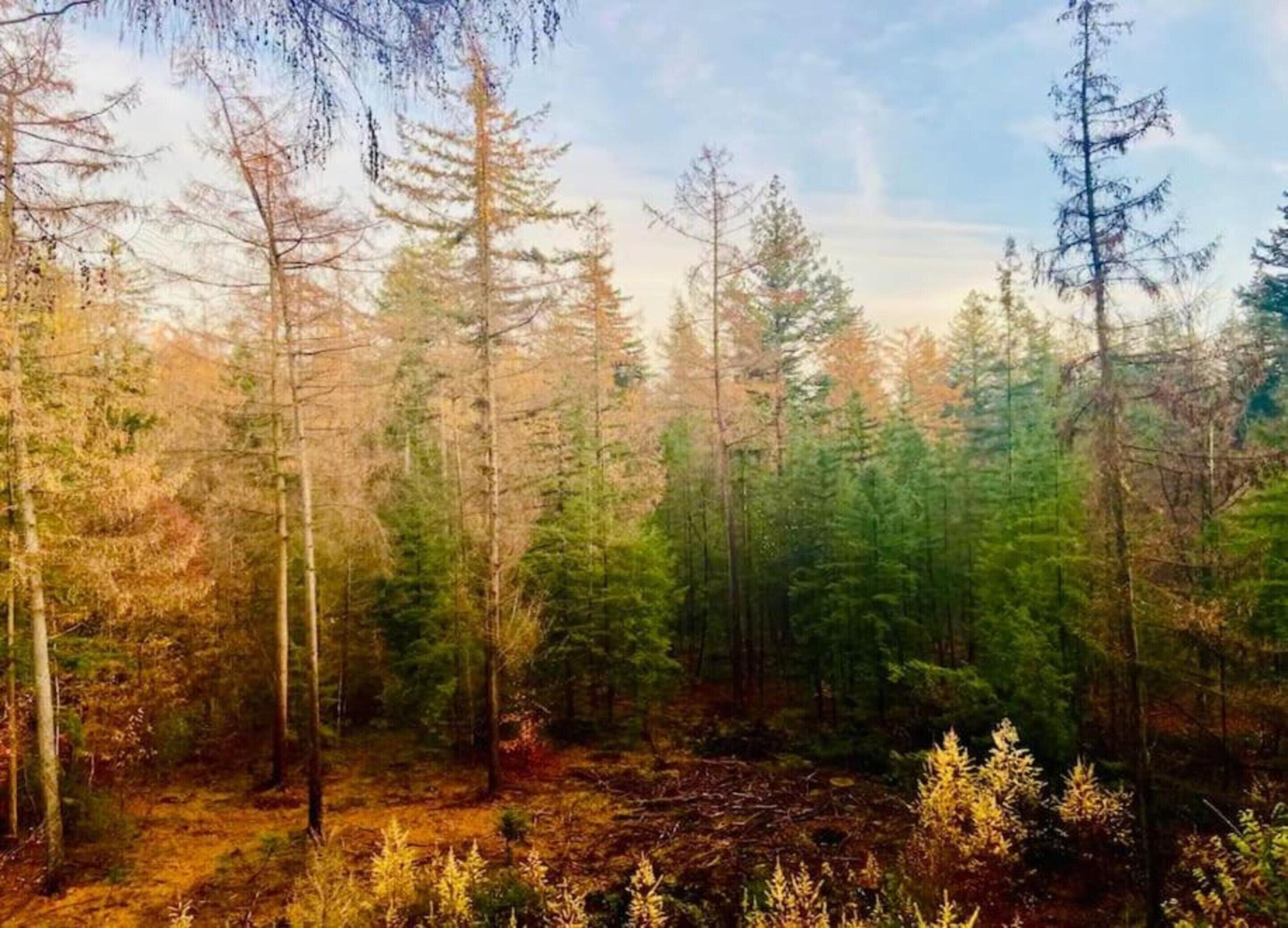 A dense forest with tall trees and a ground covered in fallen leaves.