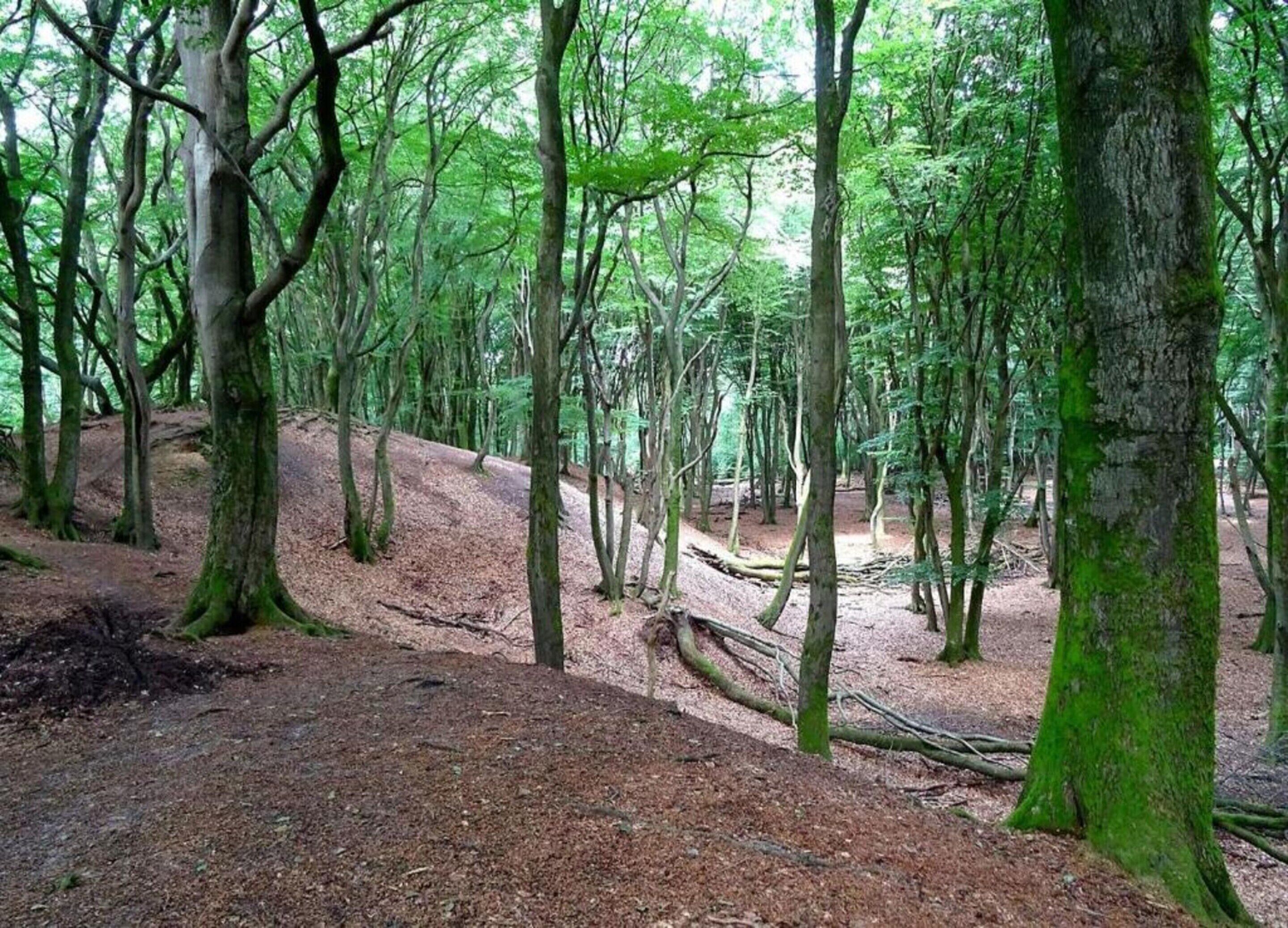 Ein bewaldetes Gebiet mit dichten Bäumen und einem Feldweg.
