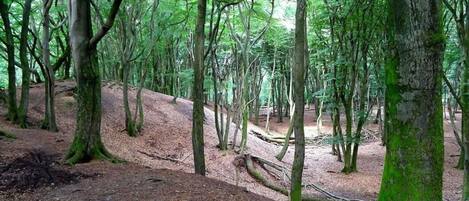 Ein bewaldetes Gebiet mit dichten Bäumen und einem Feldweg.