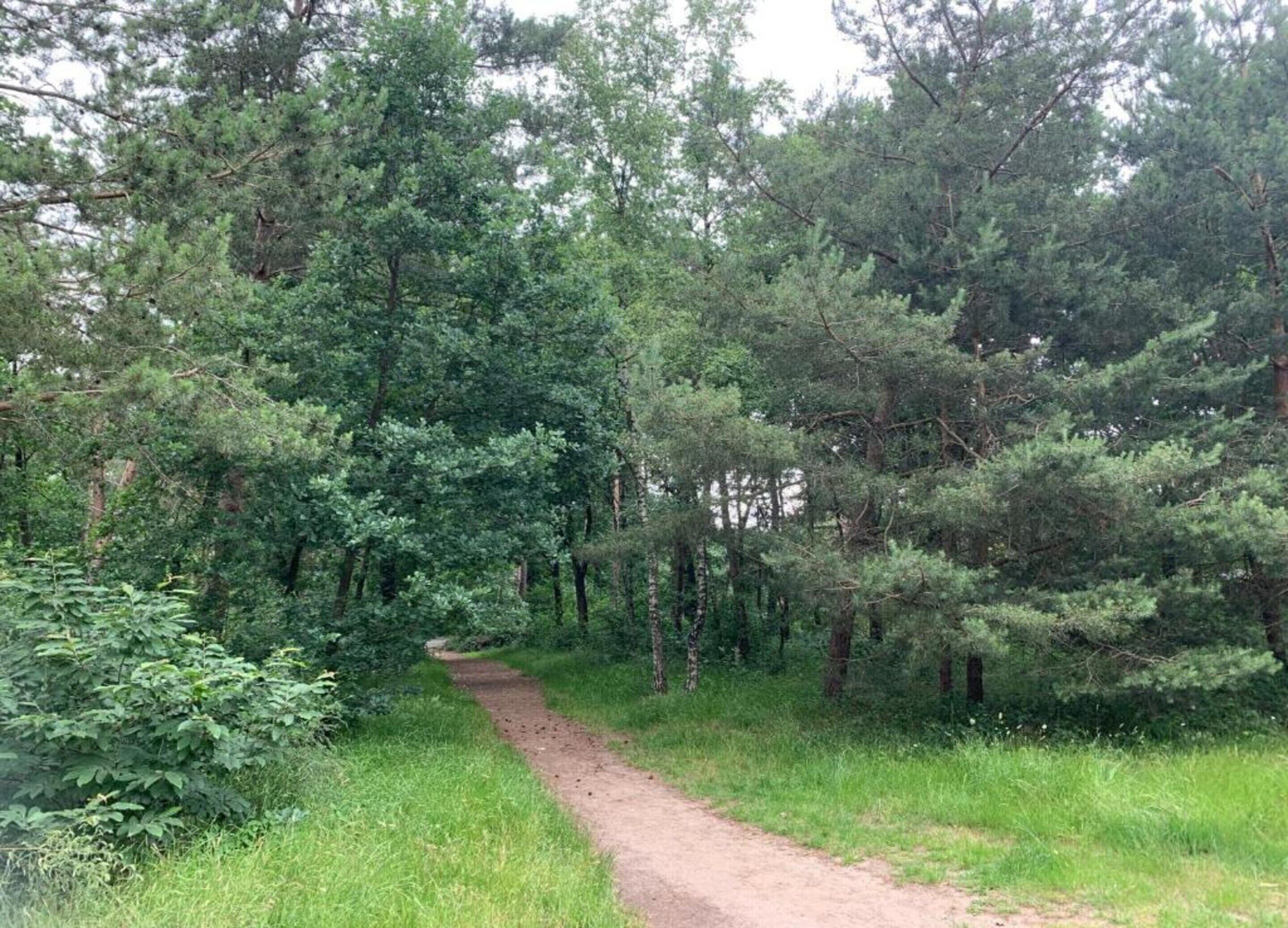 Une zone boisée avec un sentier de terre.