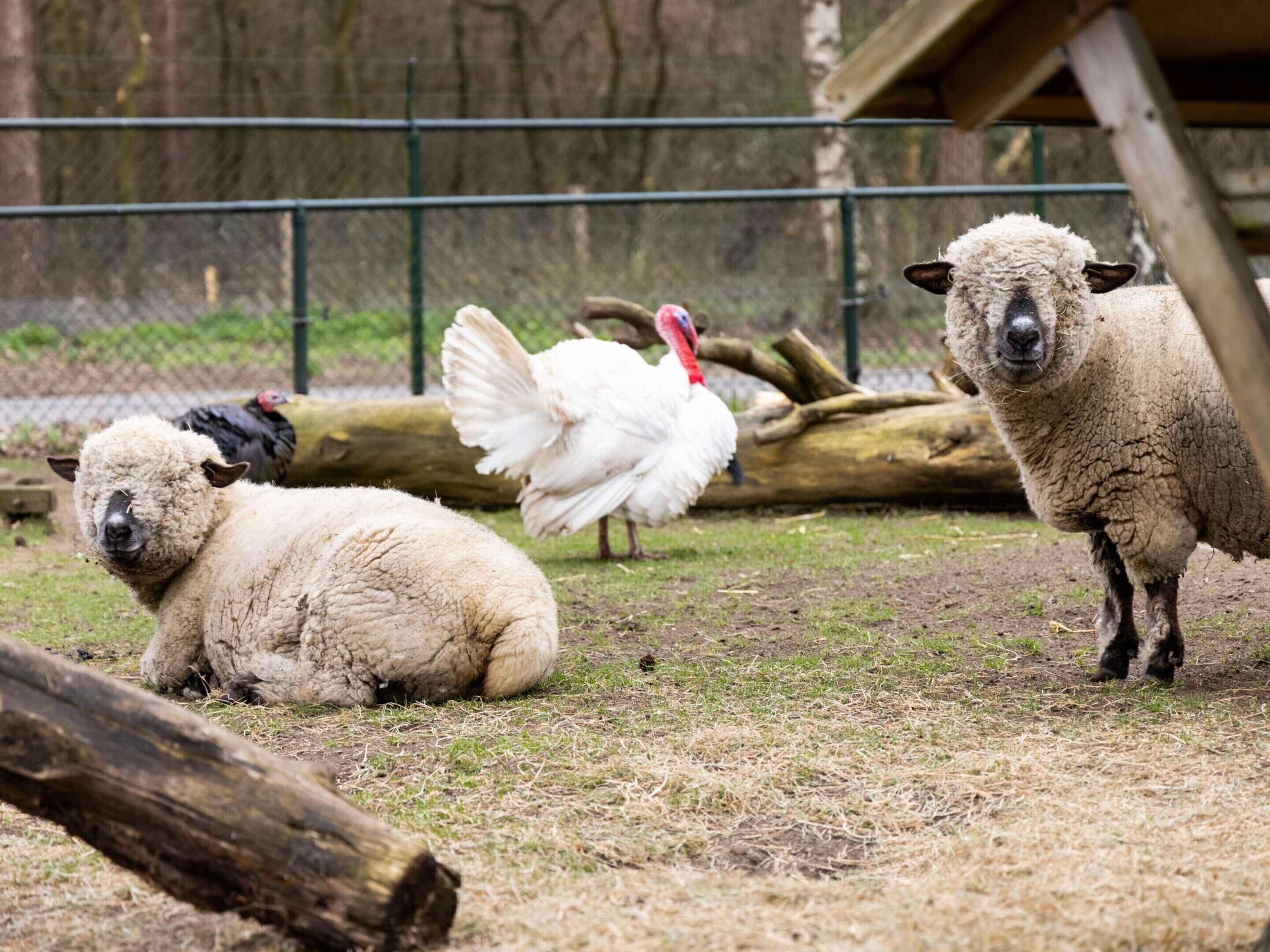 A group of sheep and a turkey in an outdoor enclosure with a fence and wooden structures.