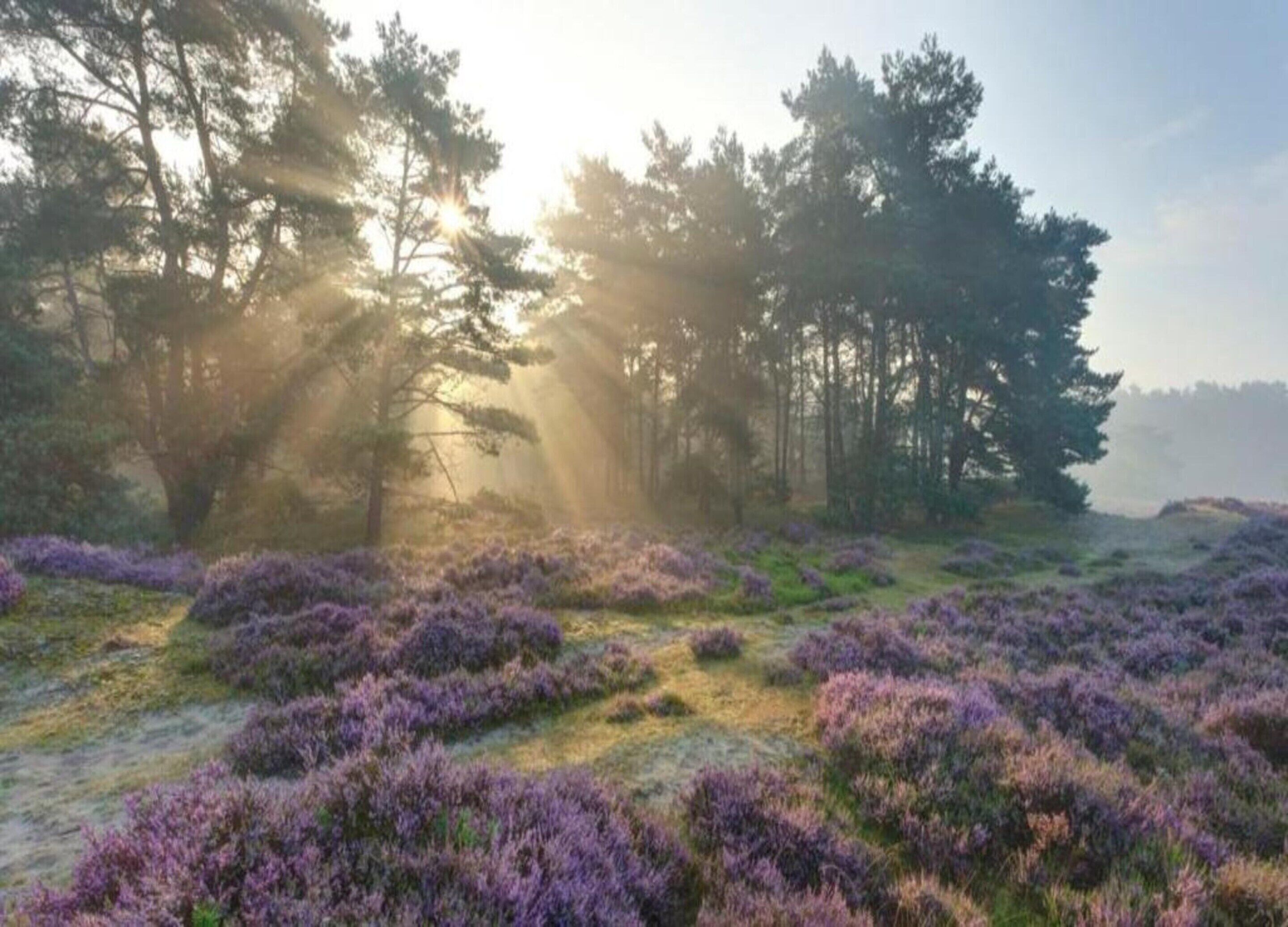 Un bosque con árboles altos y brezo púrpura bajo la luz del sol.