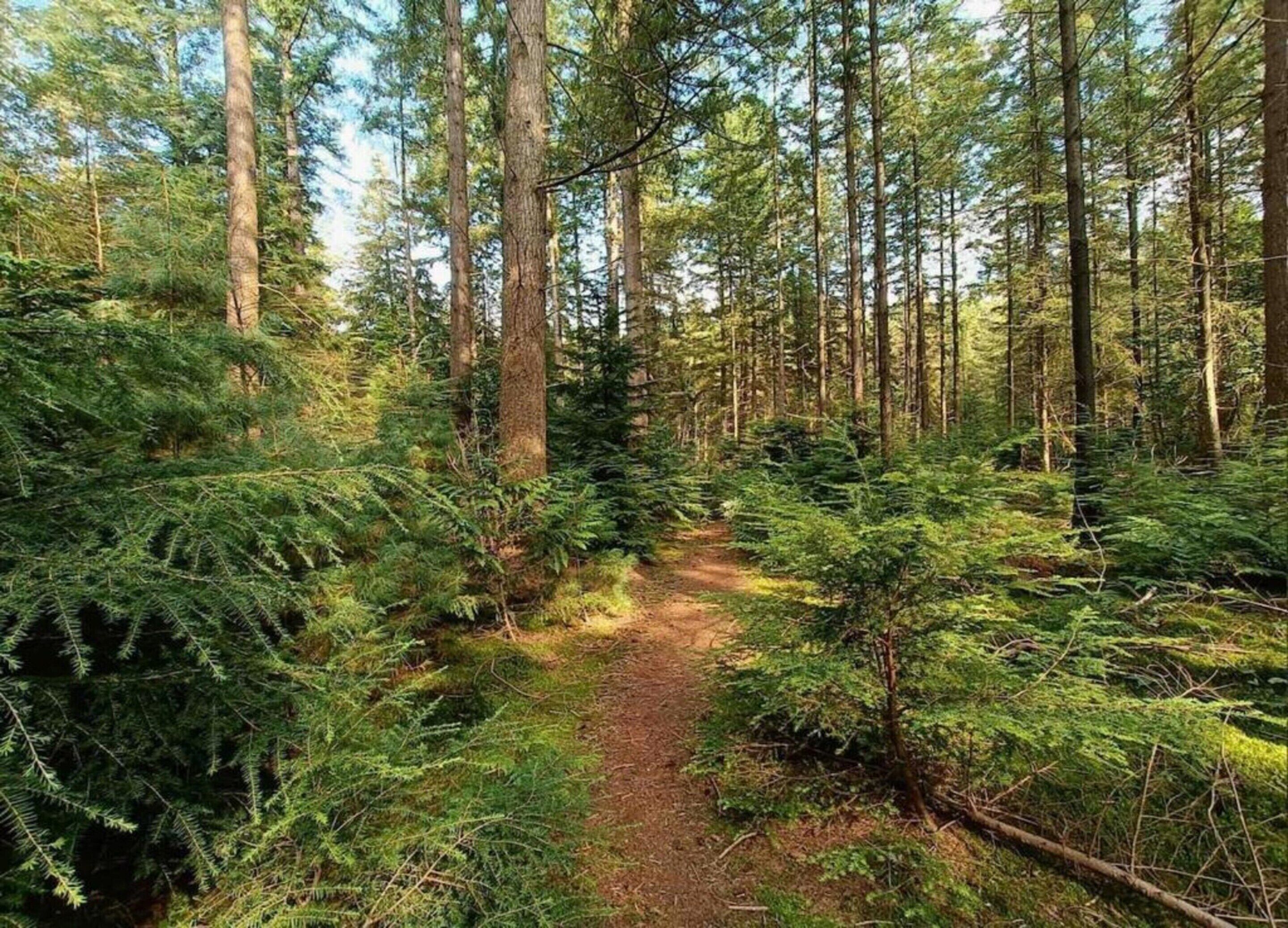 A forest trail surrounded by tall trees and dense underbrush.