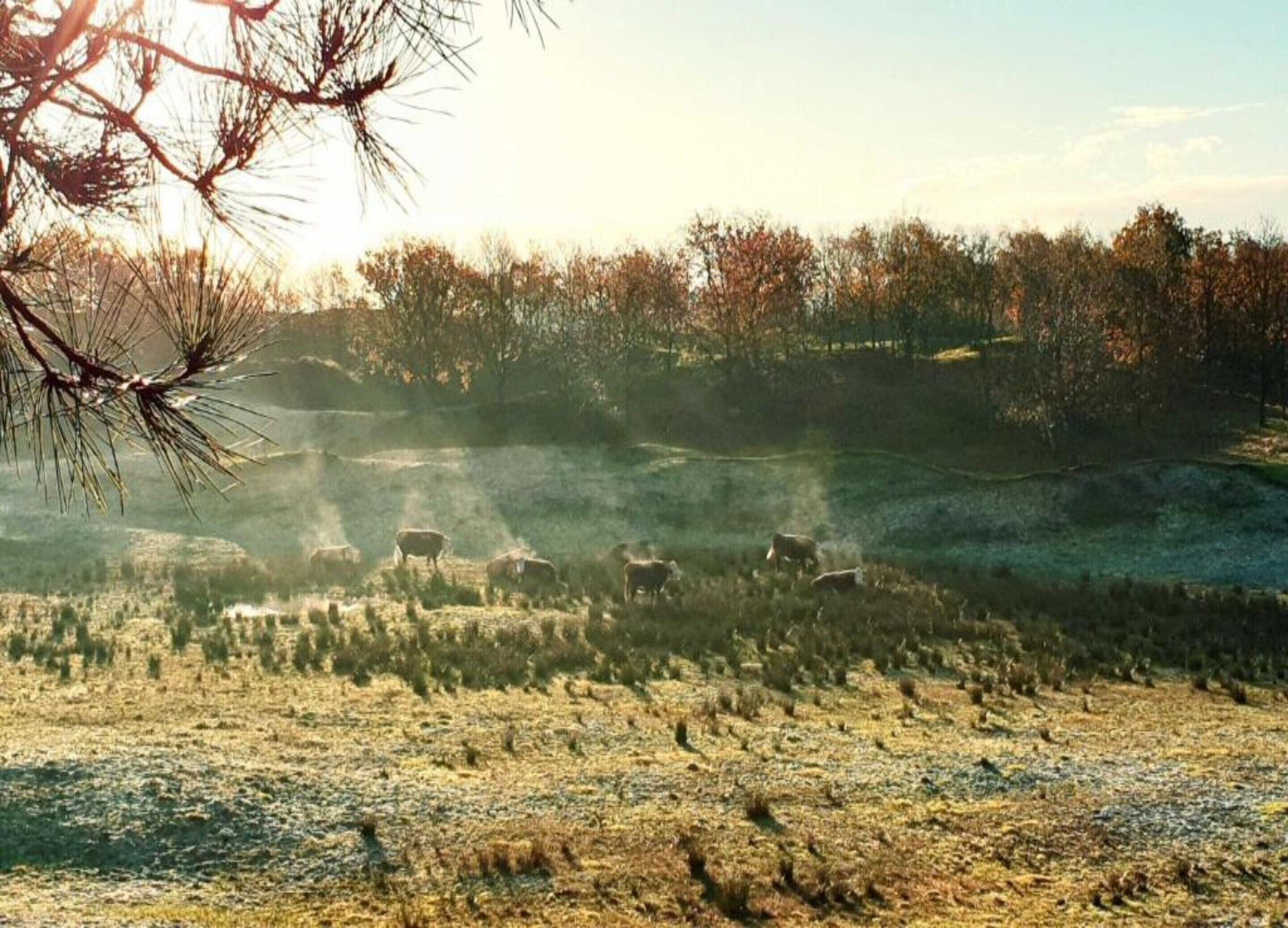 Paesaggio rurale con bovini al pascolo e alberi sullo sfondo.