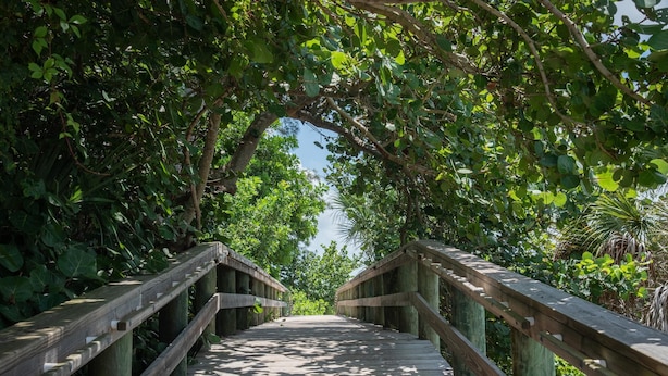 Un paseo marítimo de madera rodeado de vegetación densa.