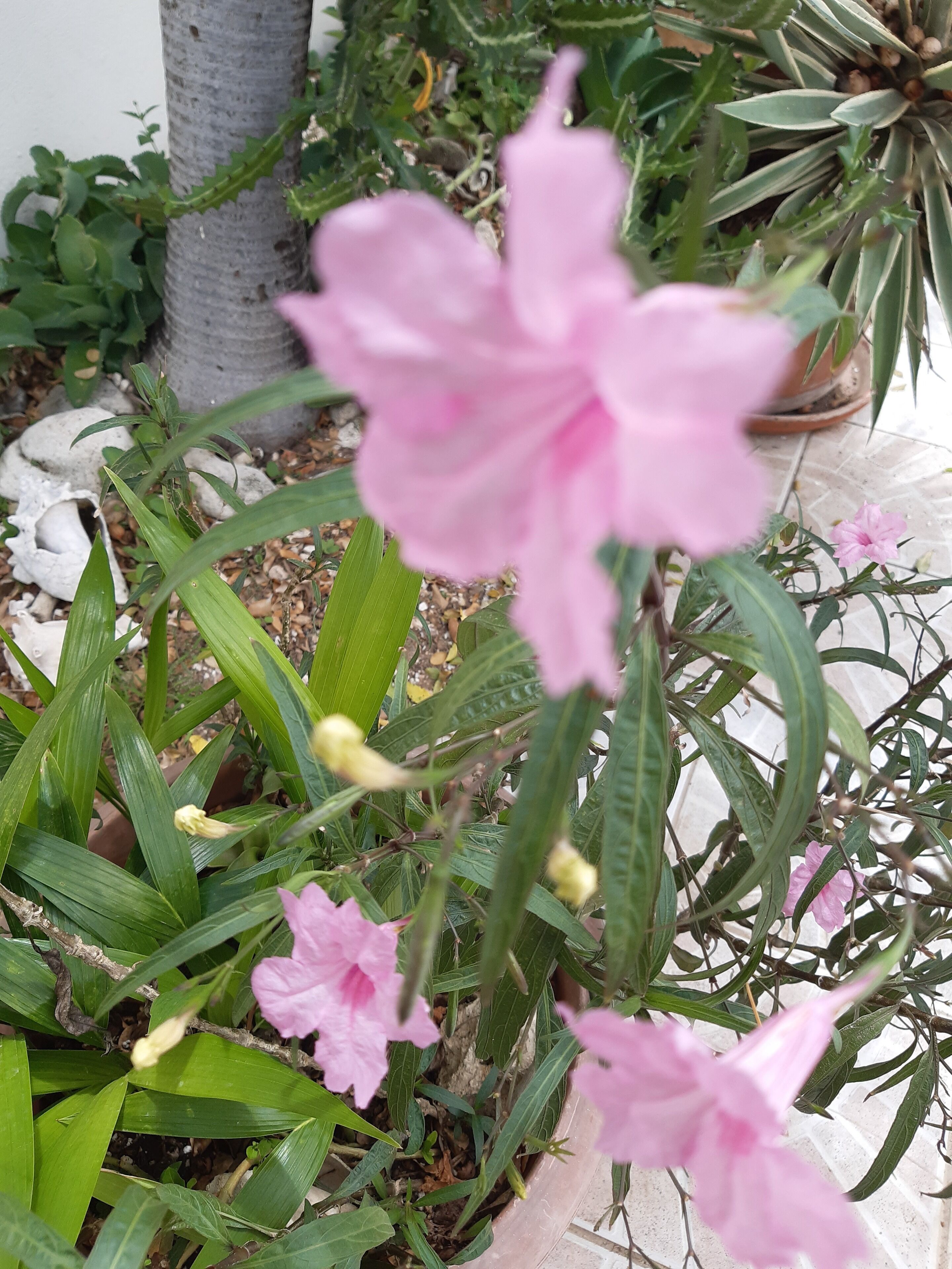 Una planta en maceta con flores rosadas y hojas verdes.