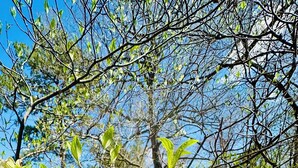 Un entorno natural al aire libre con árboles y cielo despejado.