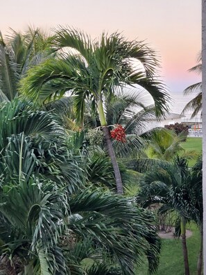 A tropical garden with palm trees and a view of the ocean.