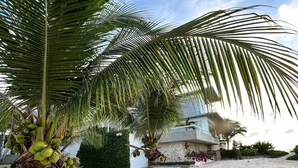 A palm tree with coconuts on a sandy surface, a small bush, and a building in the background.