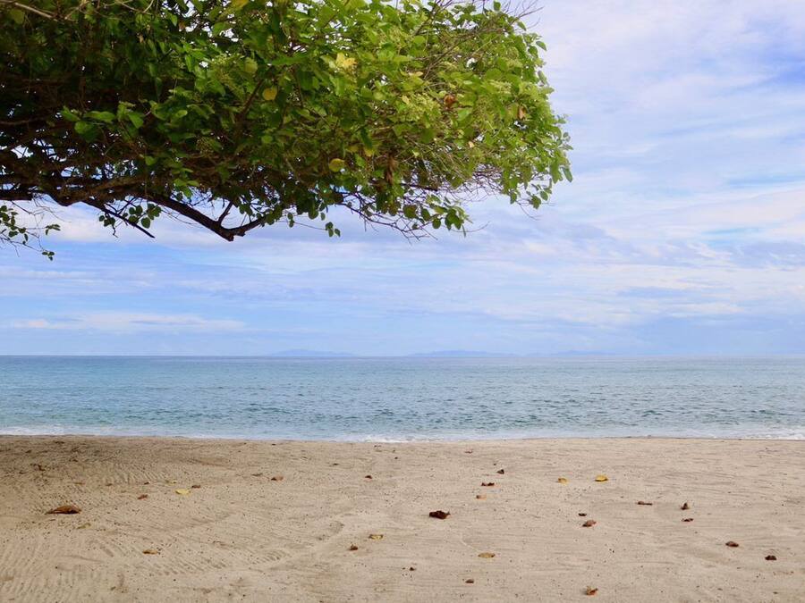 A beach with a tree providing shade, a sandy shore, and a calm sea in the background.