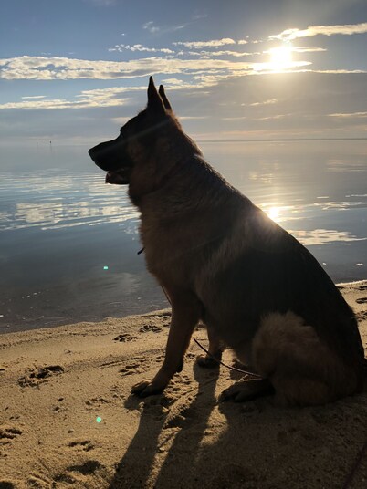 Drop Bear Cottage - Pet Friendly