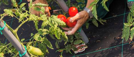 Iemand verzorgt tomatenplanten in een tuin.
