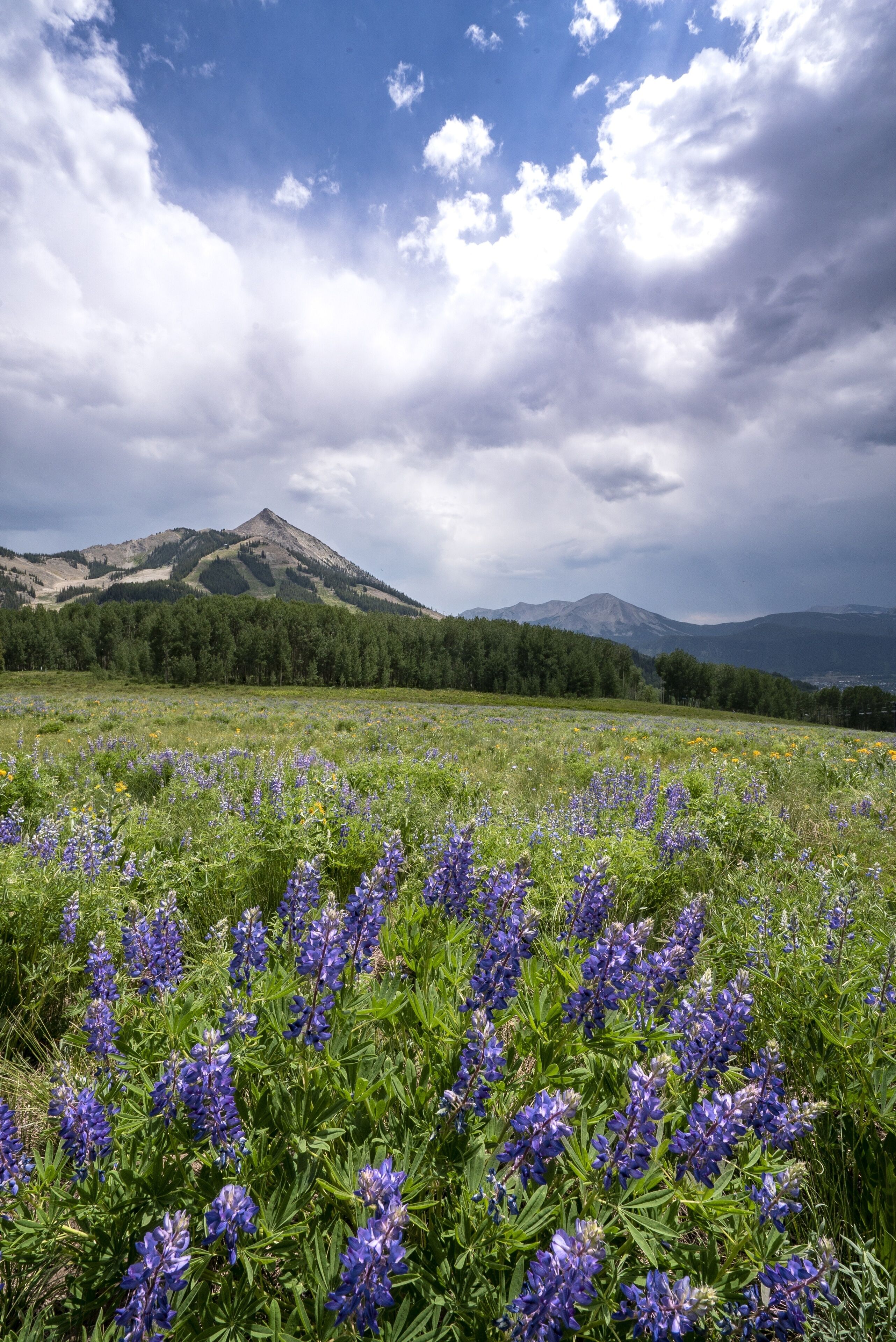 Un campo de flores moradas con montañas al fondo.