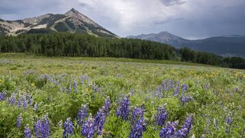 Un campo de flores moradas con montañas al fondo.