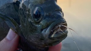 A close-up of a fish held by a person. - Escape to Calcasieu Lake Lodge-Premier Fishing and Family Getaway (Lake Charles)