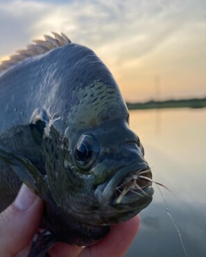 A close-up of a fish held by a person. - Escape to Calcasieu Lake Lodge-Premier Fishing and Family Getaway (Lake Charles)