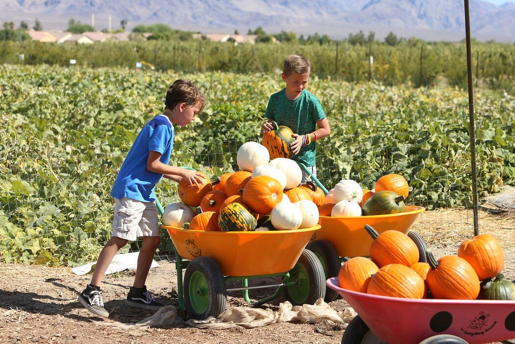 Two children collecting pumpkins in a field with a mountainous backdrop.